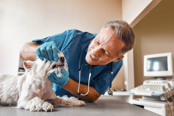 Best Emergency X-Rays and Diagnostics in Bald Kno, AR
